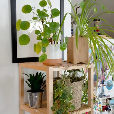 Avec Terrasse Dans La Foret سُفرْ